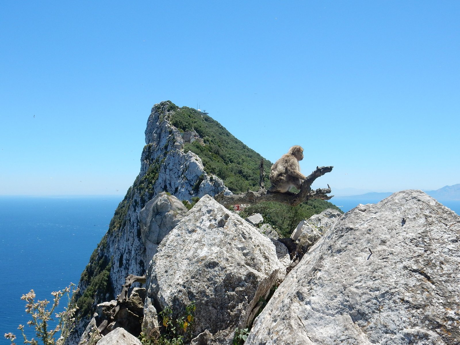 Barbary ape in Gibraltar